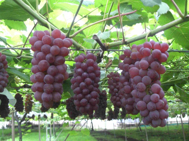 ぶどうやさん西村