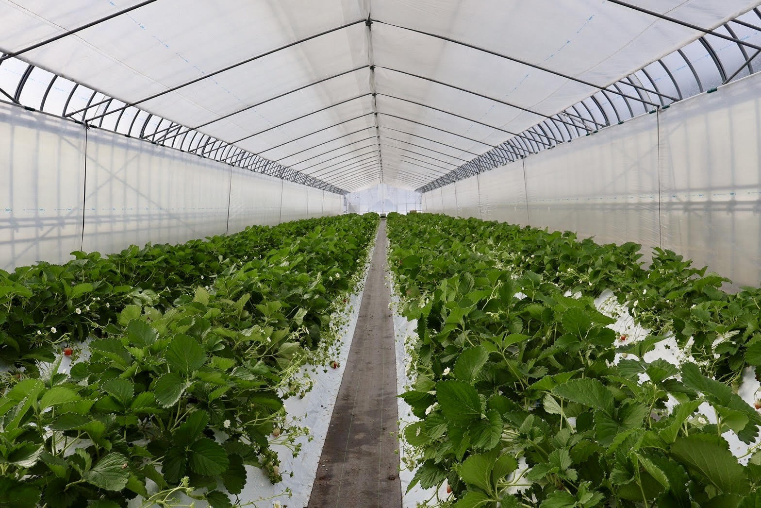 広いハウスにいちごがたくさん！